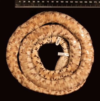 Media type: image;   Herpetology R-80222